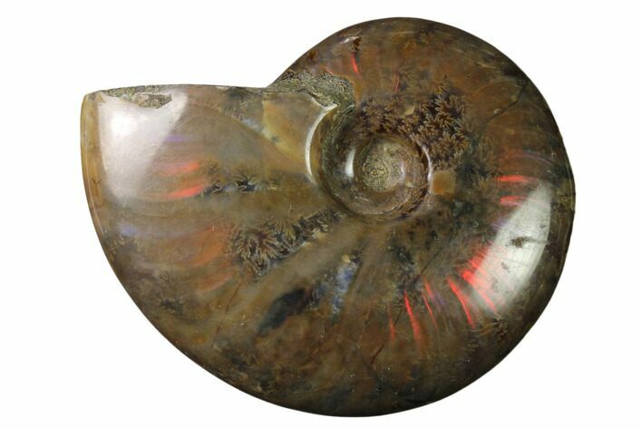 Flashy Red Iridescent Ammonite #155249